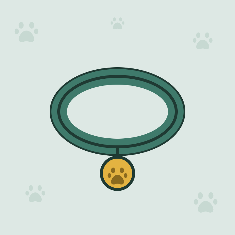 Accessoires pour chat