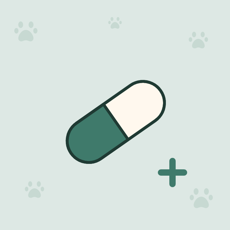 Santé du chat