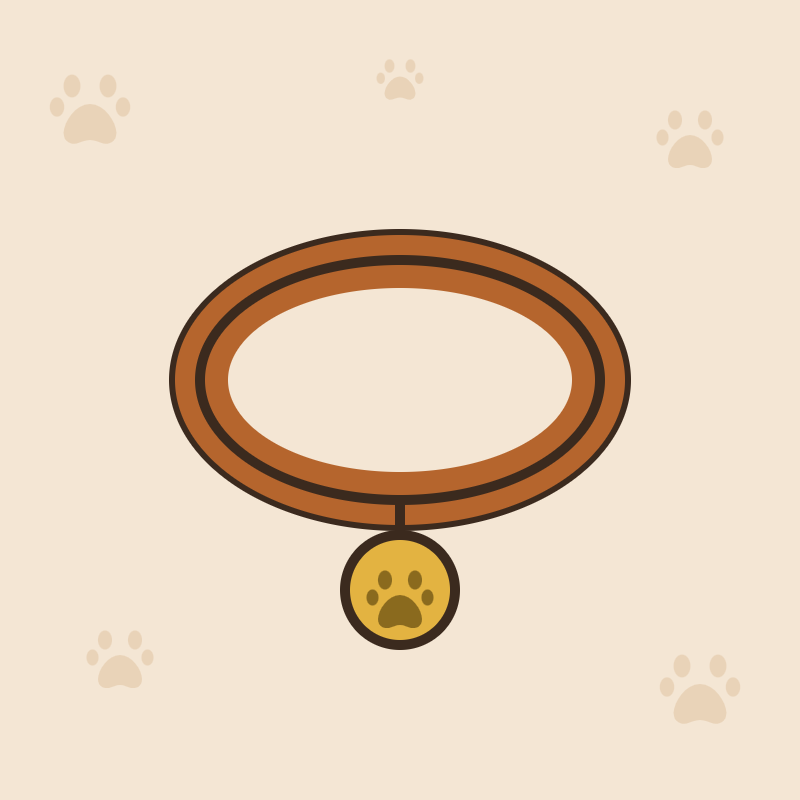 Accessoires pour chien