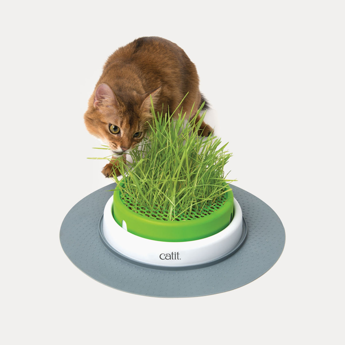 Jardinière d’herbe Catit Senses 2.0 pour chat