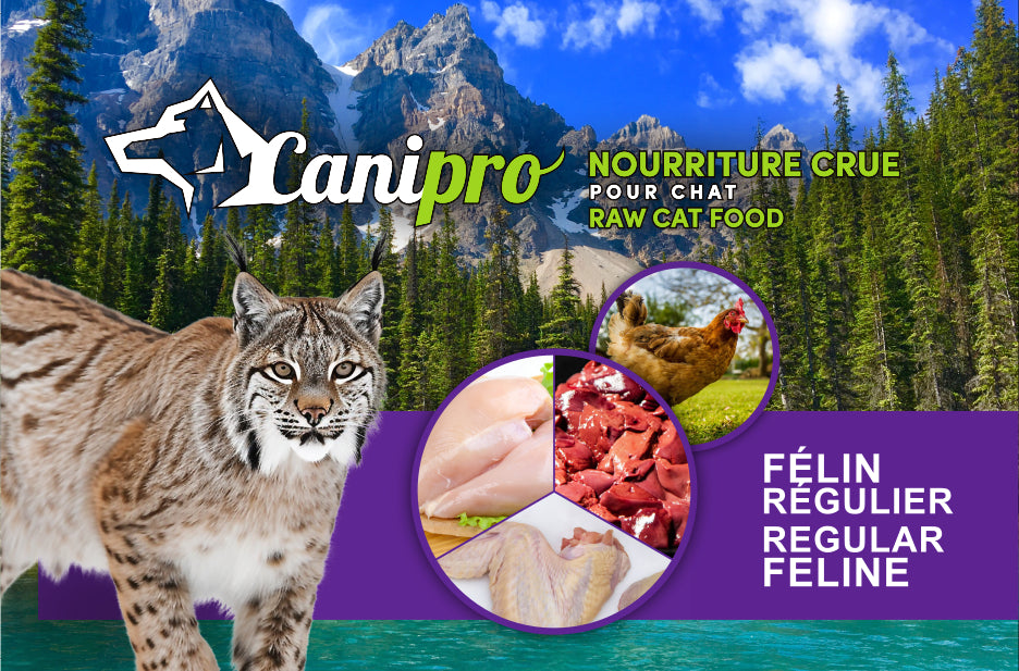 Canipro Félin Régulier Pour Chat